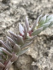 Chenolea diffusa