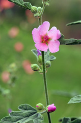 Sphaeralcea polychroma