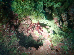Alcyonium acaule