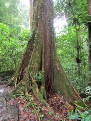Mora excelsa