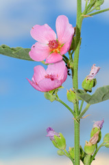 Sphaeralcea polychroma