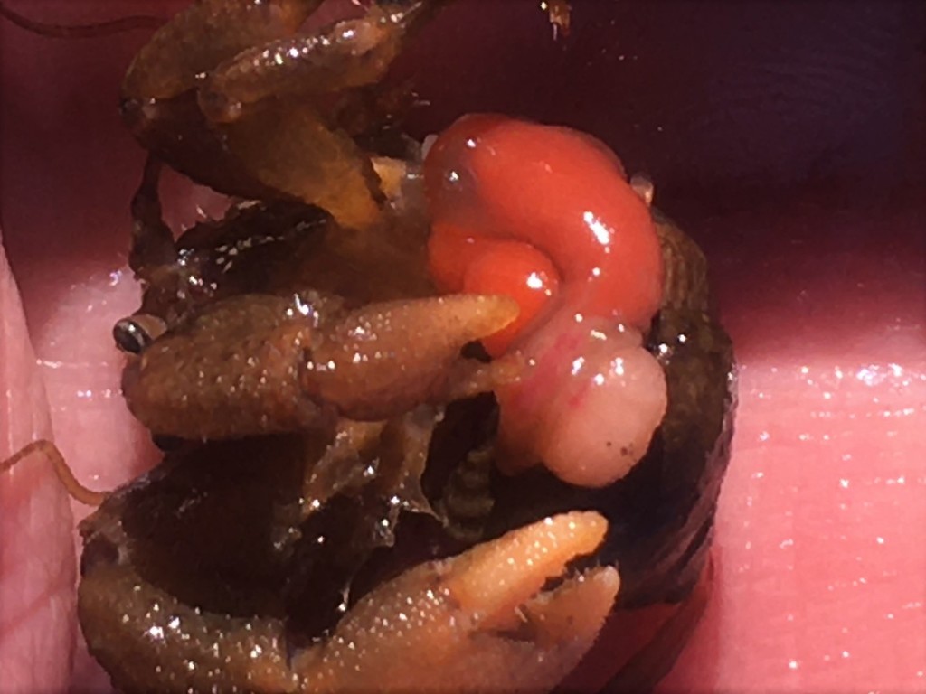 Cryptic Isopods