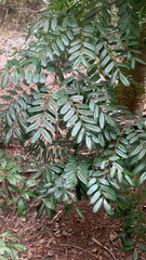 Simarouba
