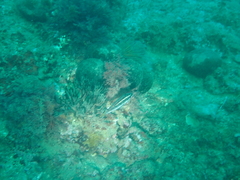 Symphodus doderleini