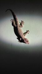 Gekko gecko