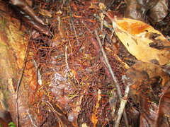 Mora excelsa