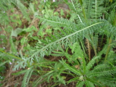 Achillea inundata