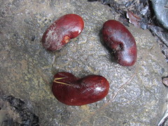 Mora excelsa