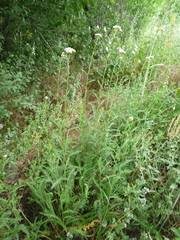 Achillea inundata