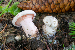 Leucopaxillus rhodoleucus