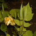 Stylophorum lasiocarpum - Photo (c) Salicyna, vissa rättigheter förbehållna (CC BY-SA)