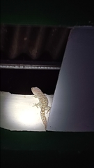 Gekko gecko