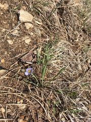 Sisyrinchium montanum