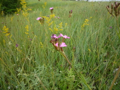 Dianthus membranaceus