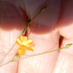 Linum sulcatum