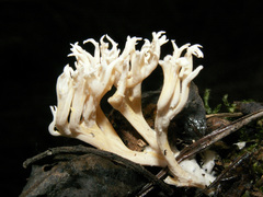 Ramaria gracilis