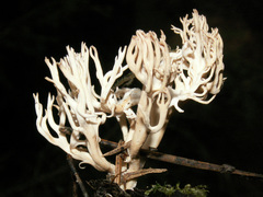 Ramaria gracilis