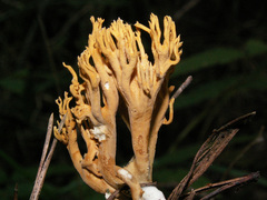 Phaeoclavulina flaccida