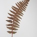 Dryopteris × algonquinensis - Photo (c) Algonquin Park Museum Herbarium, μερικά δικαιώματα διατηρούνται (CC BY-NC), uploaded by Algonquin Park Museum Herbarium