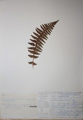 Dryopteris × algonquinensis