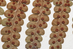 Dryopteris × algonquinensis