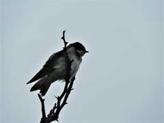 Tachycineta leucorrhoa