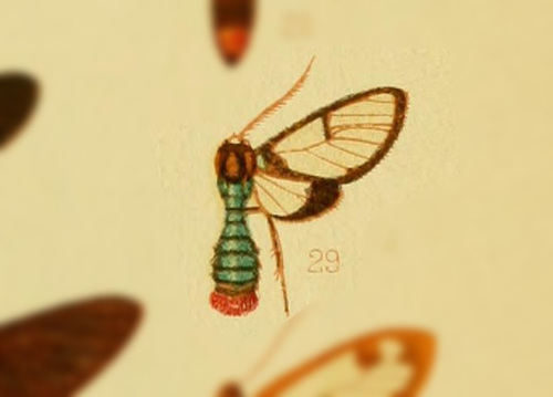 Clystea jacksoni