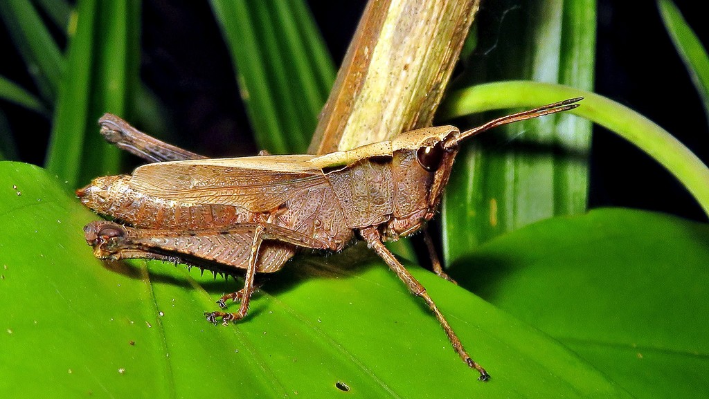 Shorthorned and Locusts from Alto da Boa Vista, Rio de