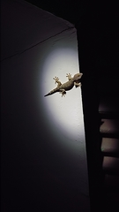 Gekko gecko