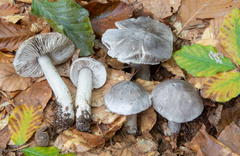 Tricholoma sciodes