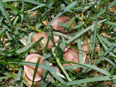Calocybe carnea