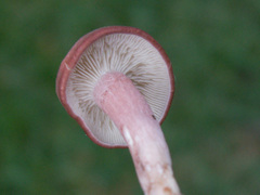 Calocybe carnea