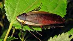 Poeciloderrhis