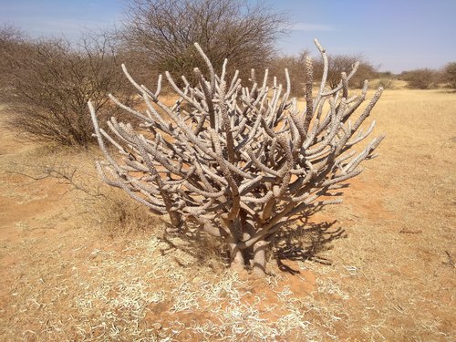 Euphorbia unispina
