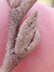 Hormaphis hamamelidis