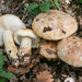Tricholoma acerbum - Photo (c) Nicolò Oppicelli, some rights reserved (CC BY-NC), uploaded by Nicolò Oppicelli