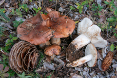 Tricholoma cedretorum