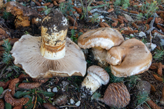 Phlegmacium herculeum