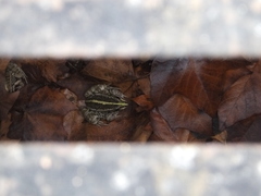 Fejervarya multistriata