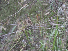 Emberiza schoeniclus
