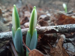 Galanthus alpinus