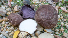 Calvatia lilacina