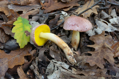 Aureoboletus gentilis