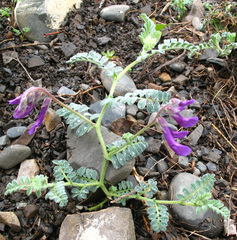Vicia semiglabra