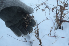 Convolvulus arvensis