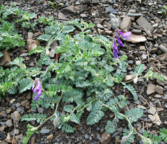 Vicia semiglabra