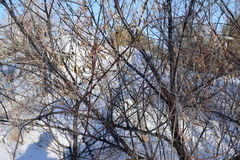 Elaeagnus angustifolia