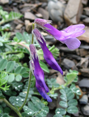 Vicia semiglabra