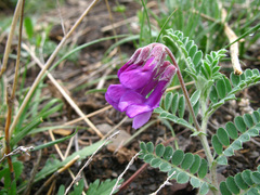 Vicia semiglabra