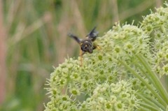 Ancistrocerus spinolae